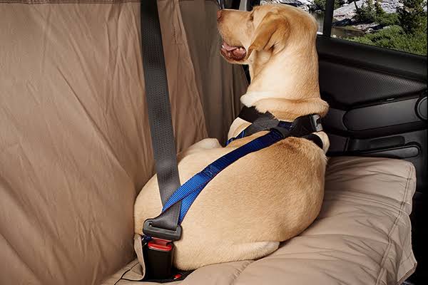 Blue Travel Safe Harness C368057