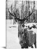 Black and White Deer in Winter Forest Canvas Print Wall Art W55429