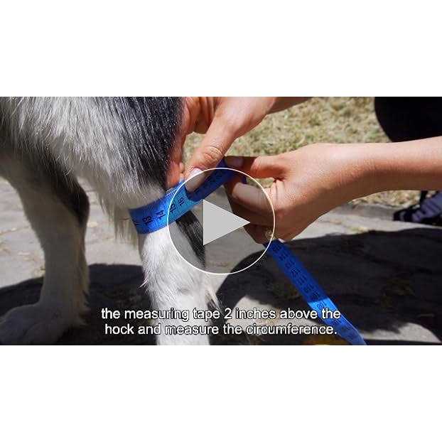 Dog Hock Brace Rear Leg Joint Wrap D644