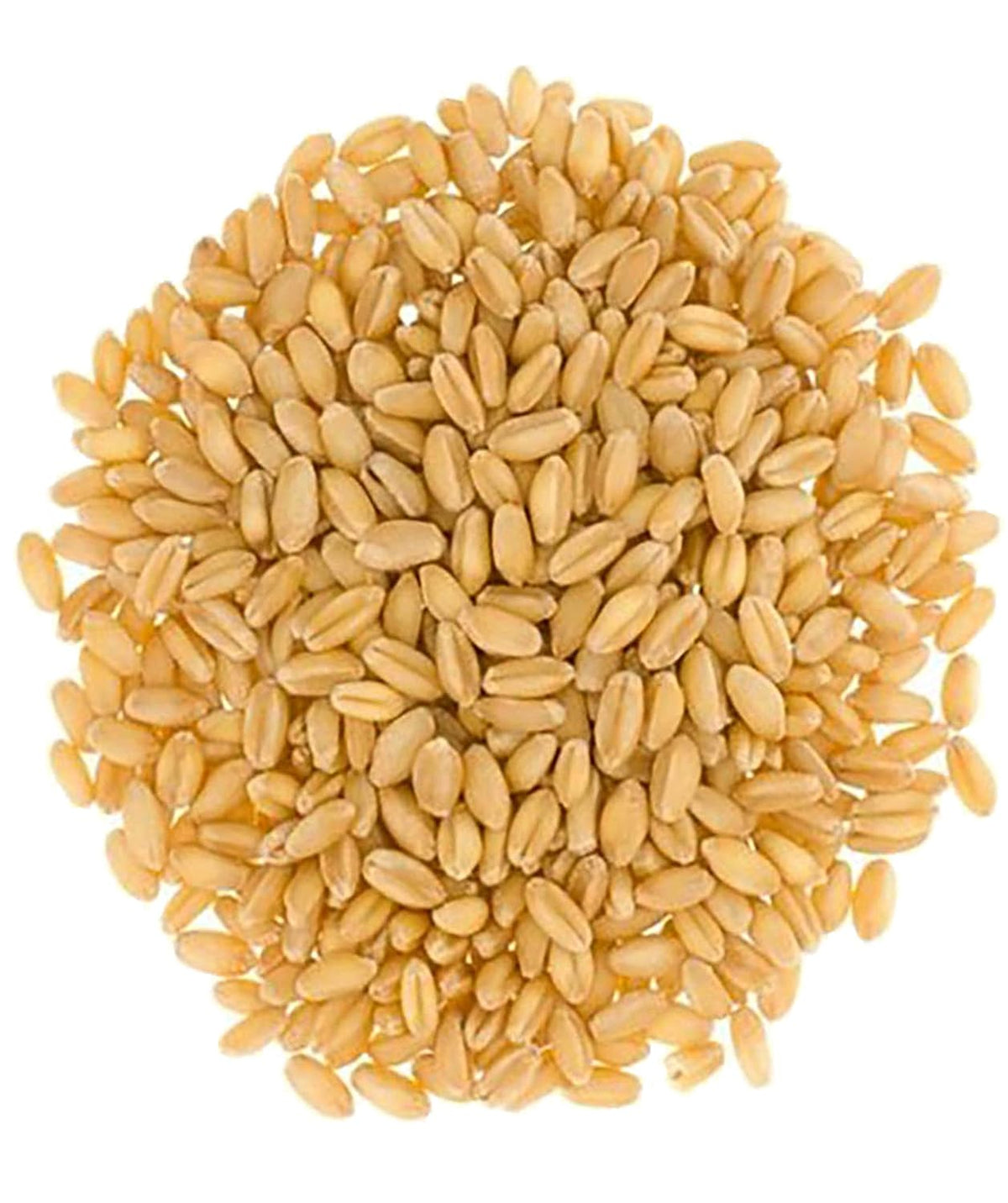 Hard White Wheat Berries 100 LBS Non-GMO Kosher T30471
