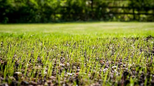 Tall Fescue Grass Seed - 25lbs. - Dark Green Color X9643