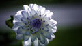 2 Bulbs Dahlia Bulbs H44304
