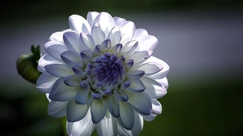 2 Bulbs Dahlia Bulbs H44304