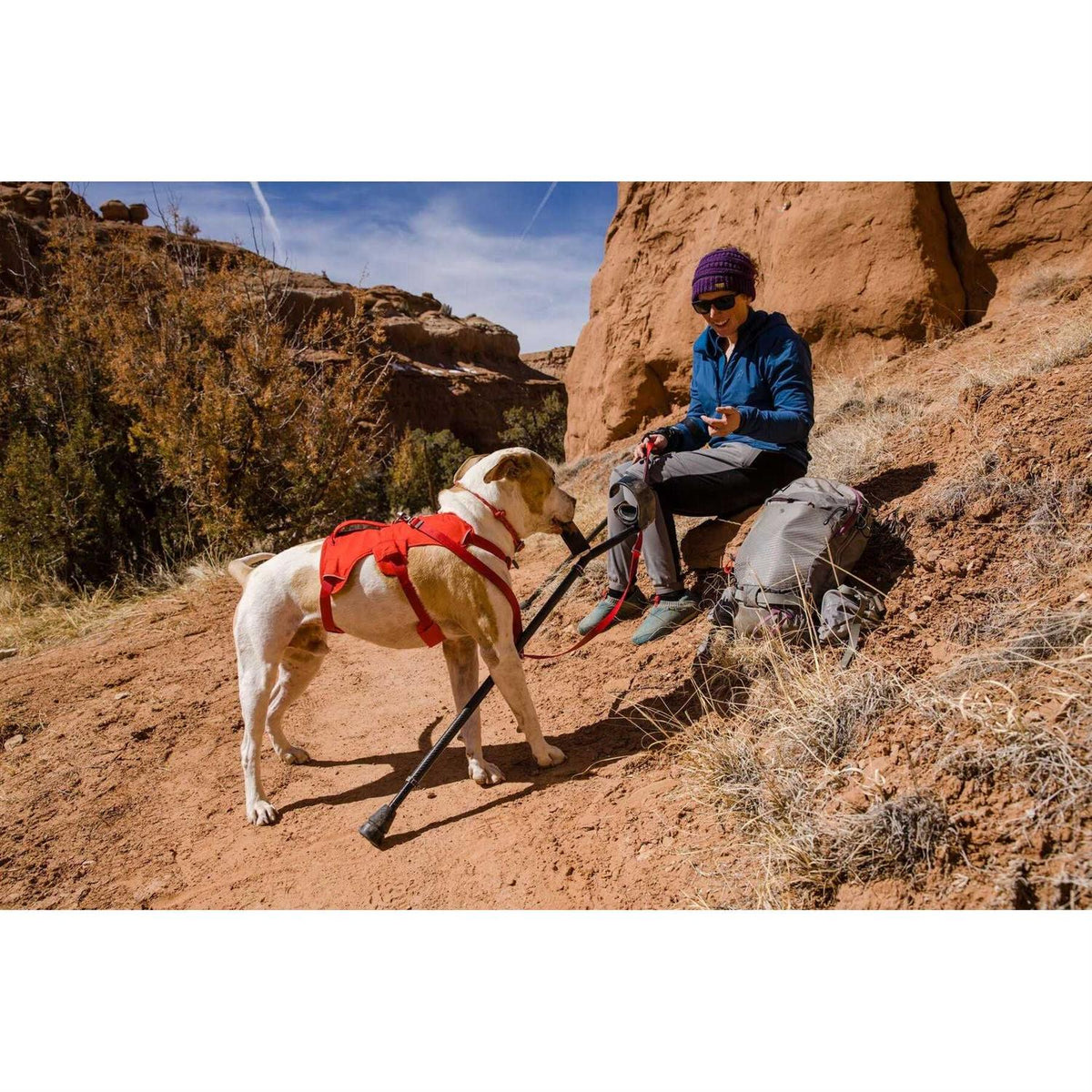 Web Master Dog Harness I8963
