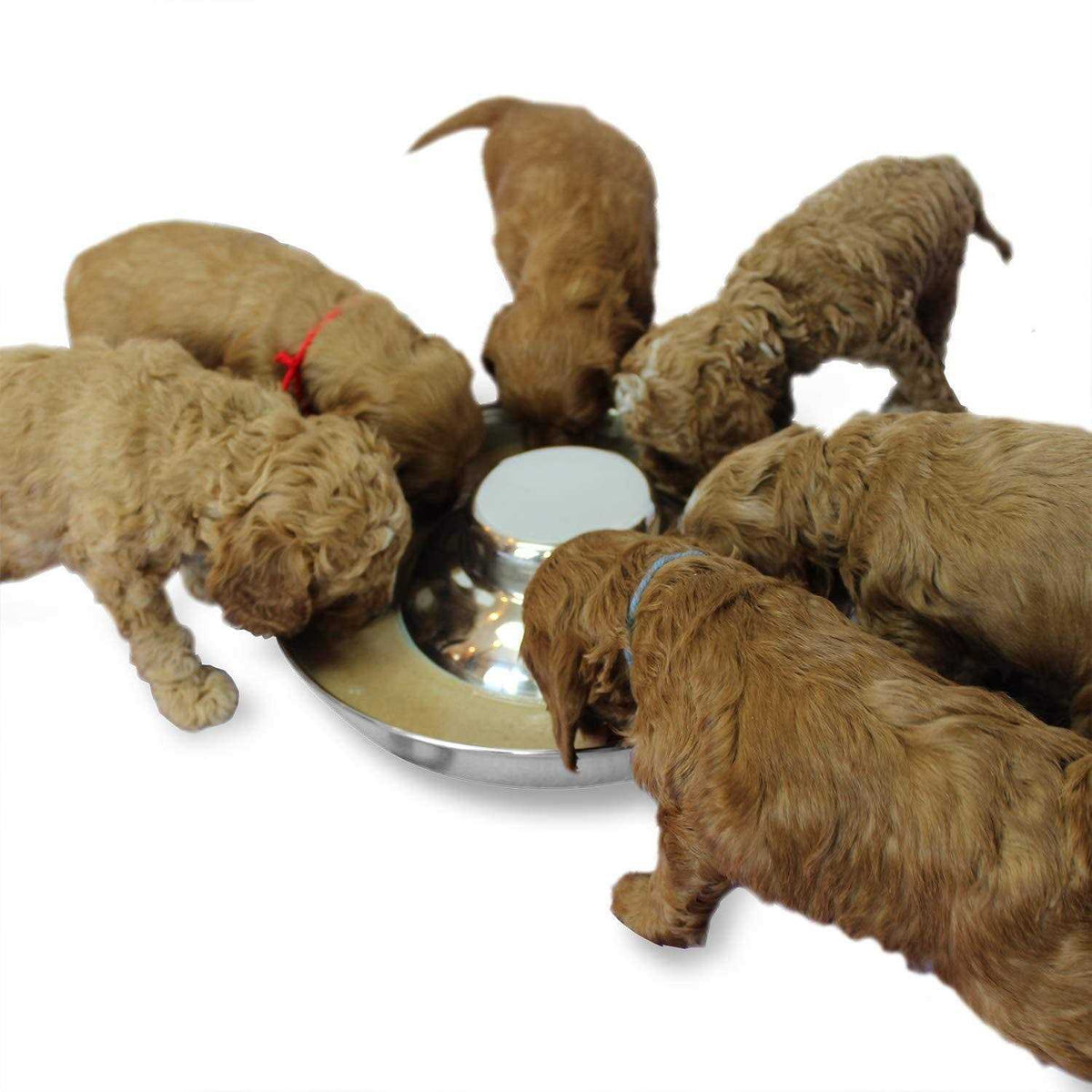 Stainless Steel Puppy Feeding Food and Water Bowls U7132
