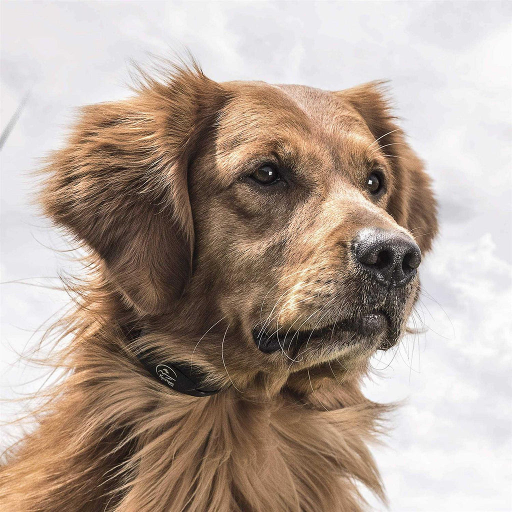 Dog Training Collar F332