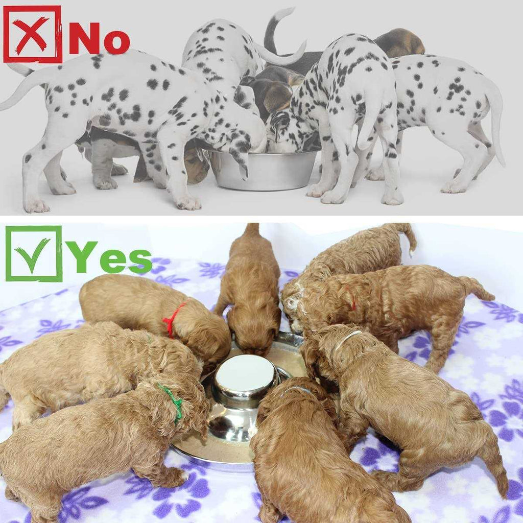 Stainless Steel Puppy Feeding Food and Water Bowls U7132