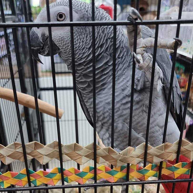 Bird Toy C88827