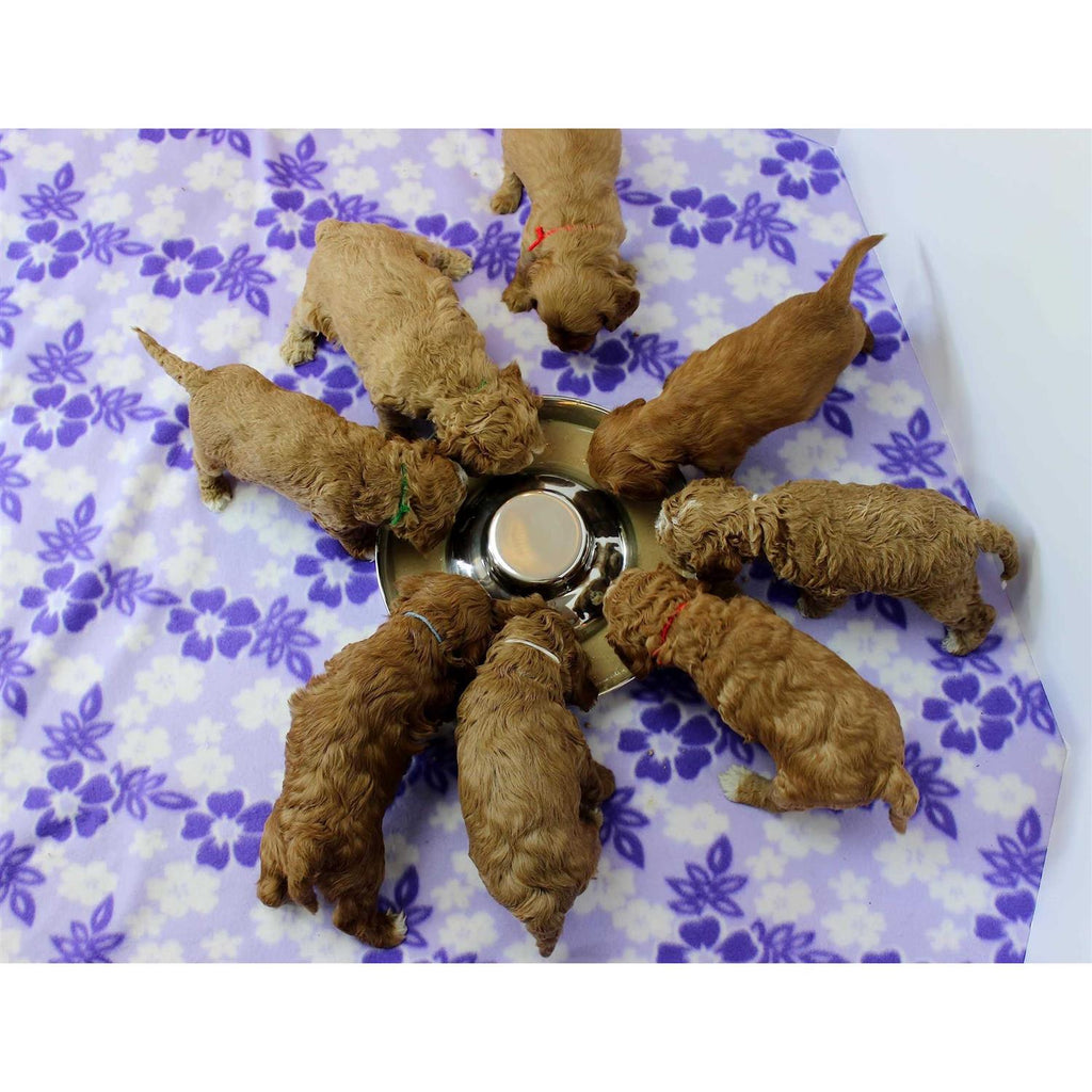 Stainless Steel Puppy Feeding Food and Water Bowls U7132