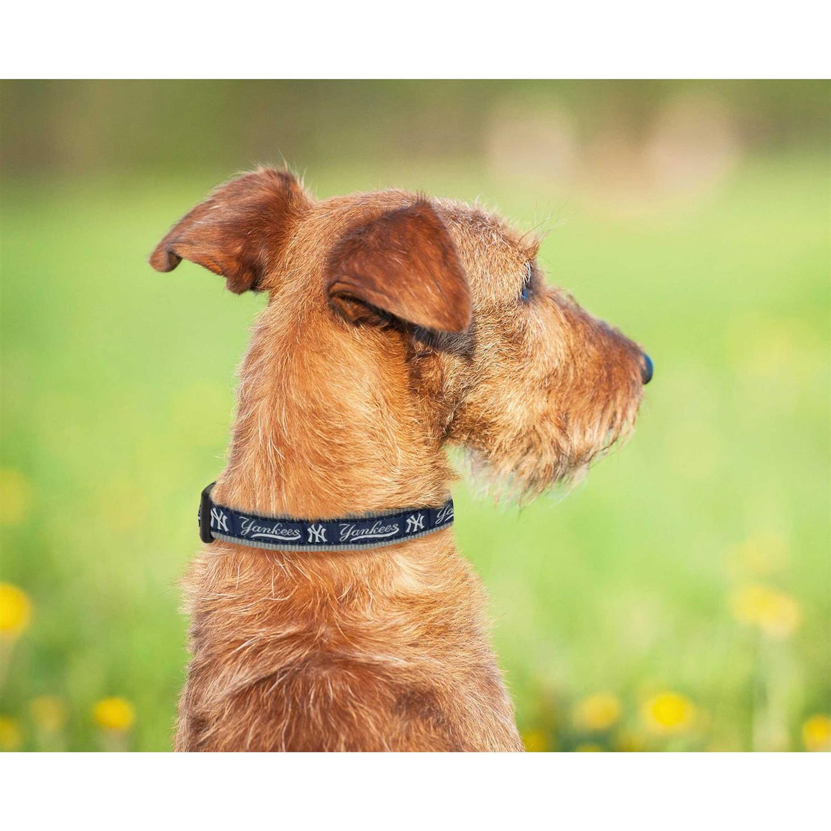 Dog Collar X74221