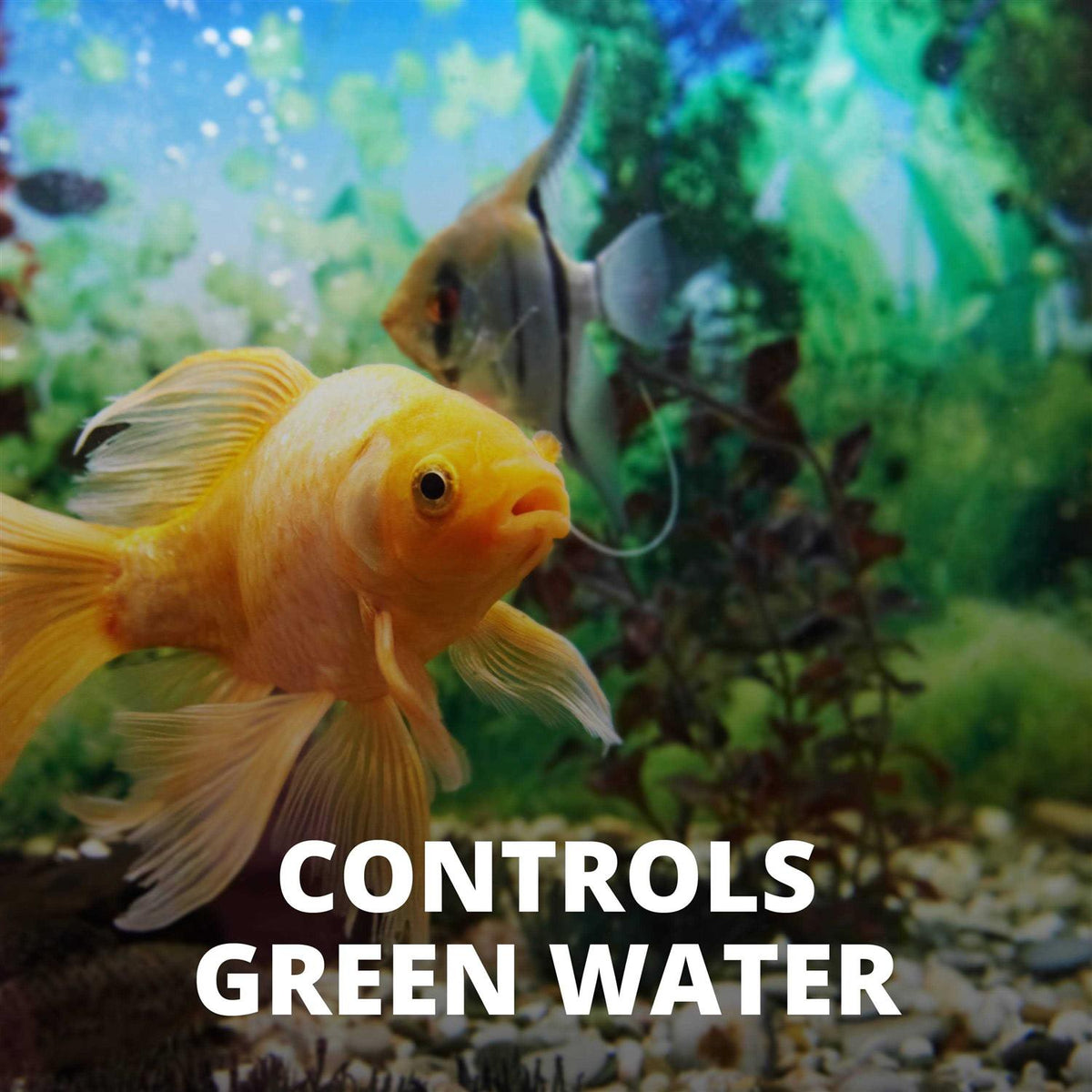 Algae Control N274