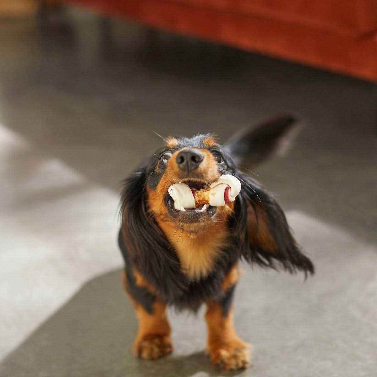 Mini Bone Rawhide Dog Treats X289